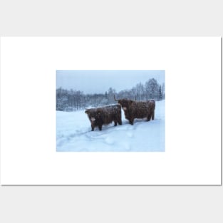 Scottish Highland Cattle Cow and Calf 1889 Posters and Art